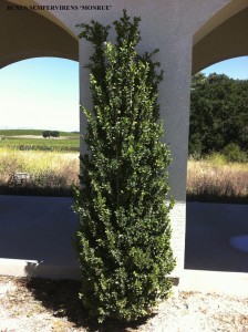 Buxus sempervirens 'Monrue'